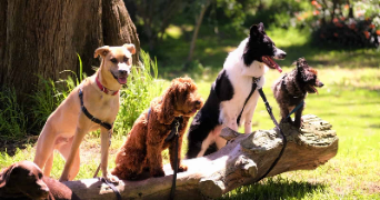 mathieu pet sitter à ALBI 81000_1