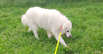 jeremy pet sitter à CORNEBARRIEU 31700_8