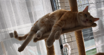 alexandre pet sitter à DIEPPE 76200_1