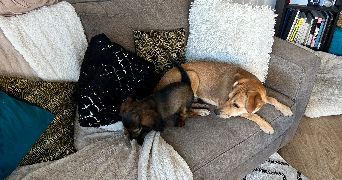 margot pet sitter à puteaux 92800_1