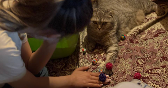 elmira cat sitter à NANCY 54000_1