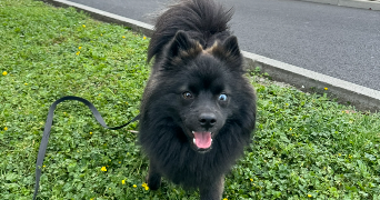 elodie pet sitter à CLERMONT FERRAND 63100_2