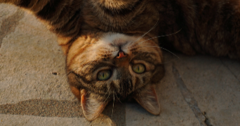 marie-lee pet sitter à JARGEAU 45150_3