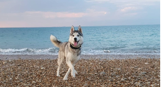 audrey pet sitter à RIBERAC 24600_2