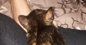 malvina pet sitter à Givors 69700_1