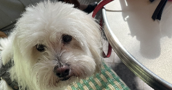 sarah pet sitter à VINCENNES 94300_1