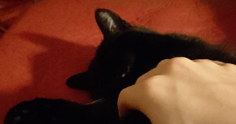 louan cat sitter à LYON 03 69003_4