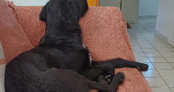 anne-marie pet sitter à Le Hinglé 22100_2