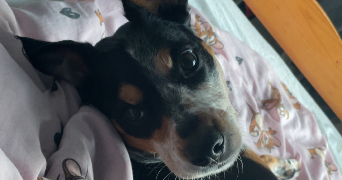 lara pet sitter à BREST 29200_1
