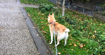manon pet sitter à TOURCOING 59200_5