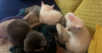 lucie pet sitter à MONS EN BAROEUL 59370_3