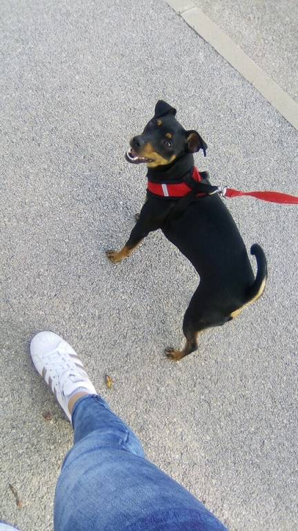 elyna pet sitter à Montelimar 26200_0