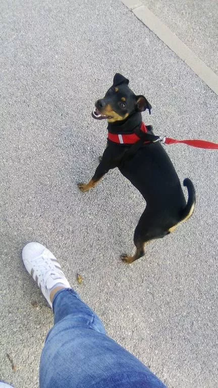 elyna pet sitter à Montelimar 26200