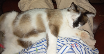 lena pet sitter à GRENOBLE 38000_2