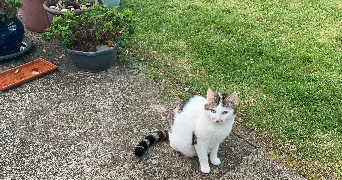 cyrielle pet sitter à IVRY SUR SEINE 94200_0