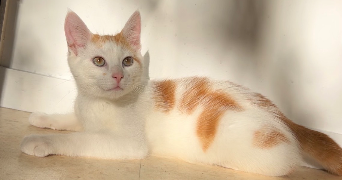 océane pet sitter à RENNES 35000_2