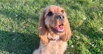 amandine pet sitter à CHEVREUSE 78460_1