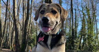 morgane pet sitter à MERIGNAC 33700_2
