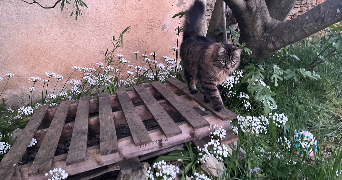 faustine pet sitter à VALLABRIX 30700_4