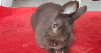 eva pet sitter à CASTELSARRASIN 82100_4