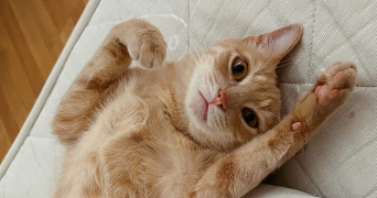 amy pet sitter à ALBI 81000_1