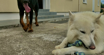 elena pet sitter à POITIERS 86000_1