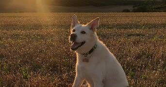 celeste pet sitter à ARCUEIL 94110_1