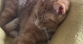 laura pet sitter à CHAMPIGNY SUR MARNE 94500_4