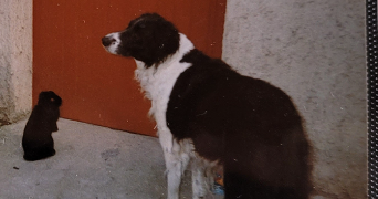 hélène pet sitter à LUDRES 54710_0