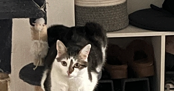 lydia pet sitter à FORBACH 57600_1