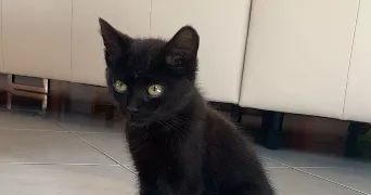 jeanne pet sitter à MANDELIEU LA NAPOULE 06210