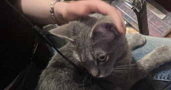 crystalle pet sitter à ST BARTHELEMY D ANJOU 49124_3