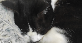 patricia cat sitter à ONET LE CHATEAU 12850_1