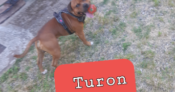 angela pet sitter à STRASBOURG 67200_12