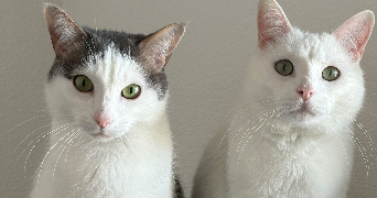 nicolas pet sitter à MONTAUBAN 82000_4
