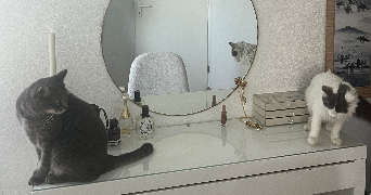 lucy pet sitter à TOULOUSE 31300_2
