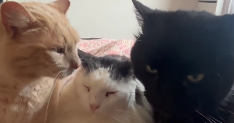 virginie pet sitter à BRIGNOLES 83170_7