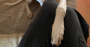 lou pet sitter à VERFEIL 31590_10