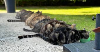 jade pet sitter à VIMY 62580_6