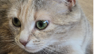 laetitia pet sitter à NORGES LA VILLE 21490_6