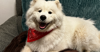 duygu pet sitter à REIMS 51100_9