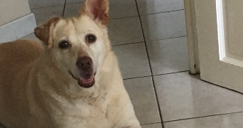 théo pet sitter à NANCY 54000_2