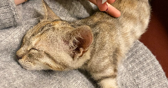 solène  pet sitter à NOEUX LES MINES 62290_2