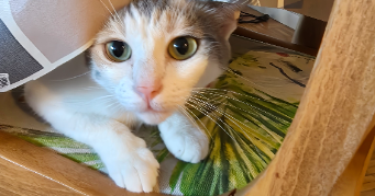 nina pet sitter à AIX EN PROVENCE 13100_2