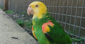 justine pet sitter à Finhan 82700