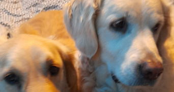 philémon pet sitter à PLUZUNET 22140_3