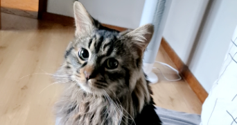 chloé pet sitter à MONTFAUCON EN VELAY 43290_1