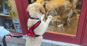 anaelle pet sitter à limoges 87000_2