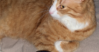 lena pet sitter à ANGERS 49000_7