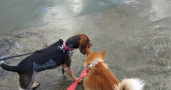bertille pet sitter à PARIS 14 75014_3